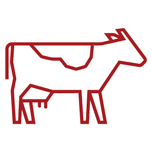 an icon of a cow to represent dairy