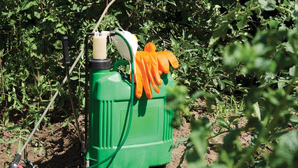 Insecticide container in the middle of a weed